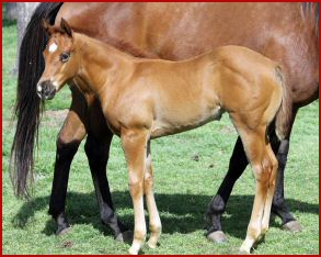 Dominates Image x Lady by Legend 2011 filly1877.jpg